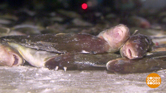 Ловись, навага, большая и много! Доброе утро. Фрагмент выпуска от 31.01.2019