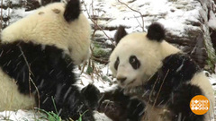 В мире. 150 лет знакомства с пандами. Доброе утро. Фрагмент выпуска от 11.03.2019