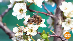 Что у пчелки в мешочке? Доброе утро. Фрагмент выпуска от 04.04.2019