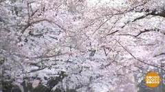 В мире. Цветение сакуры. Доброе утро. Фрагмент выпуска от 08.04.2019