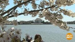 В мире. Цветение японских вишен. Доброе утро. Фрагмент выпуска от 24.04.2019