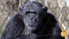 В мире. Реабилитация шимпанзе. Доброе утро. Фрагмент выпуска от 25.04.2019