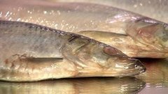 Селедка — и вкусно, и полезно. Доброе утро. Фрагмент выпуска от 02.11.2015