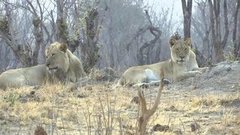 В мире. Сафари вместо охоты. Доброе утро. Фрагмент выпуска от 06.11.2015