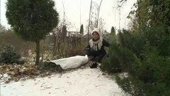Укрываем на зиму плетистые розы. Фазенда. Фрагмент выпуска от 29.11.2015