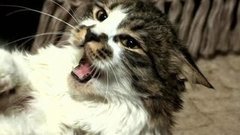 Суета из-за кота. Доброе утро. Фрагмент выпуска от 03.12.2015