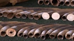 В мире. Контрабанда слоновой кости. Доброе утро. Фрагмент выпуска от 30.12.2015