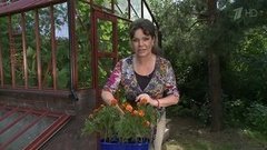Бархатцы — чудодейственное растение. Фазенда. Фрагмент выпуска от 13.09.2015