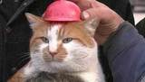 Крымский кот Мостик: звездные повадки и тысячи поклонников