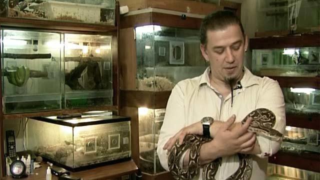 как выращивают змей. как выращивают змей. змеи куча. змеиная ферма вьетнам. ян хон чонг возраст.