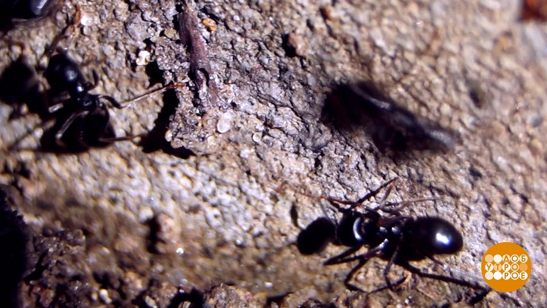 Муравей анапа. Муравей уходит. Доброе утро муравей. Добрый муравей Анапа.