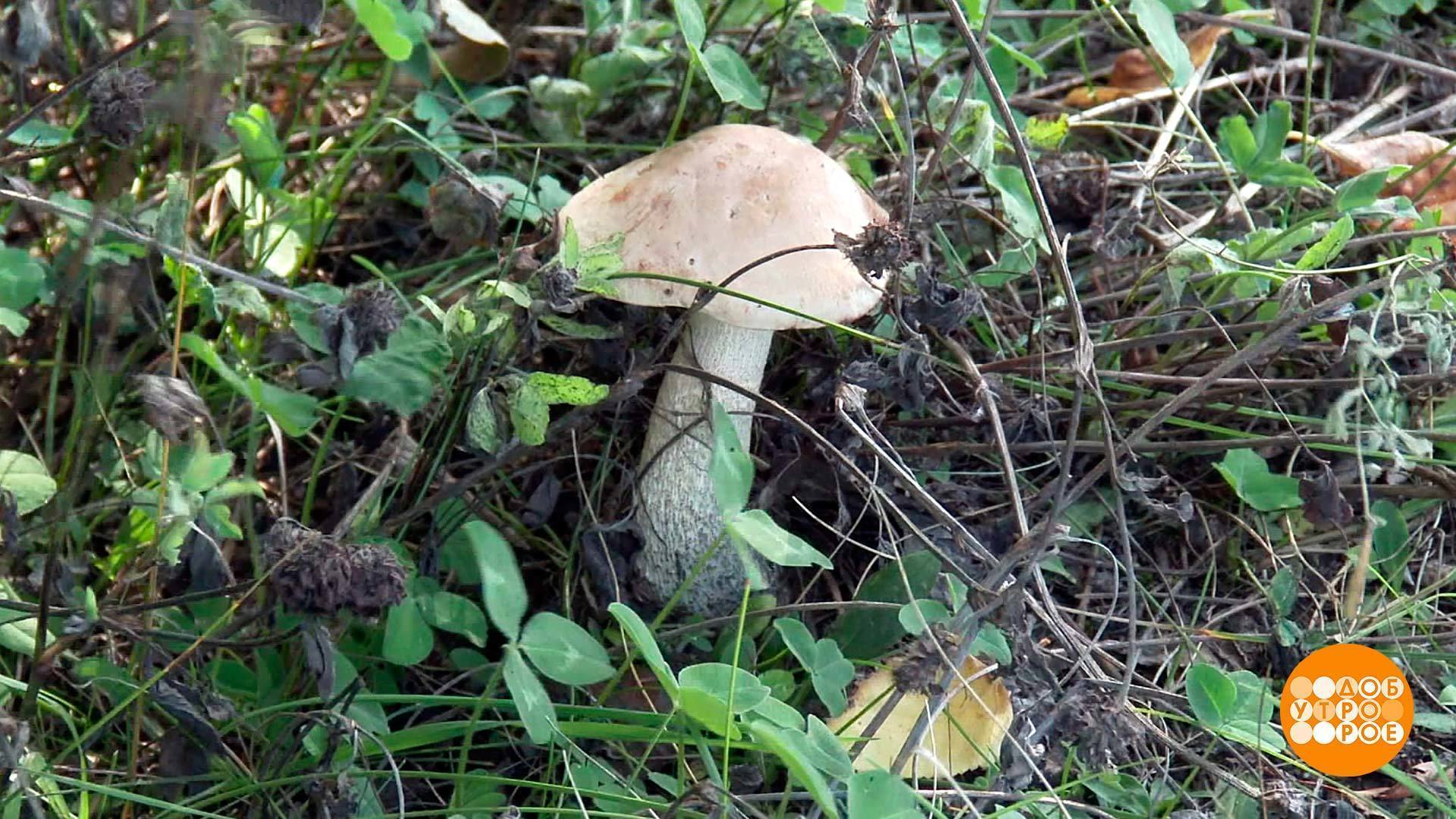 Съедобные грибы и их двойники белый гриб