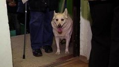 Бешенство: новая волна. Доброе утро. Фрагмент выпуска от 05.04.2016