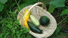 Грунтовые кабачки. Доброе утро. Фрагмент выпуска от 15.08.2016