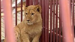 Живая контрабанда. Доброе утро. Фрагмент выпуска от 31.10.2016