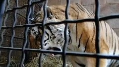 В мире. Запрет на зверей-артистов. Доброе утро. Фрагмент выпуска от 29.07.2015