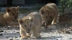 В мире. Тройня львят. Доброе утро. Фрагмент выпуска от 15.07.2015