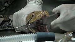 В мире. Бразилия: спасли питониху. Доброе утро. Фрагмент выпуска от 06.07.2015