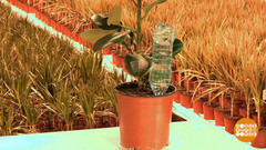 Автополивалка для растений. Доброе утро. Фрагмент выпуска от 23.01.2017