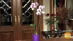 Как заставить орхидею цвести. Доброе утро. Фрагмент выпуска от 02.02.2017