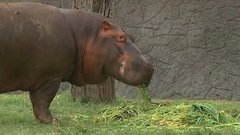 В мире. Зоопарк легенд. Доброе утро. Фрагмент выпуска от 15.06.2015