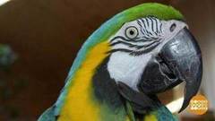 Справки для попугаев. Доброе утро. Фрагмент выпуска от 17.03.2017