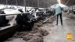 Молочные фермы: дело пошло! Доброе утро. Фрагмент выпуска от 20.03.2017