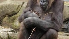 В мире. Рождение гориллы. Доброе утро. Фрагмент выпуска от 02.06.2015