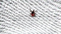 Защита от насекомых. Доброе утро. Фрагмент выпуска от 26.05.2015