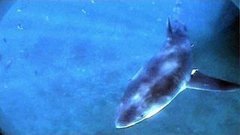 В мире. Агрессивные акулы. Доброе утро. Фрагмент выпуска от 13.05.2015