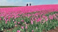 В мире. Весенние цветы. Доброе утро. Фрагмент выпуска от 28.04.2015