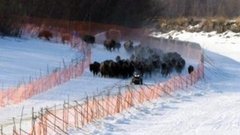 В мире. Спасают бизонов. Доброе утро. Фрагмент выпуска от 24.04.2015