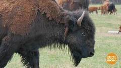 Ровесники мамонтов. Доброе утро. Фрагмент выпуска от 15.06.2017