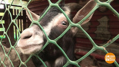 Стать фермером по науке. Доброе утро. Фрагмент выпуска от 21.06.2017