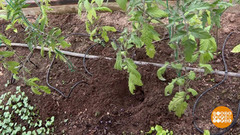 Опыляем томаты. Доброе утро. Фрагмент выпуска от 21.06.2017