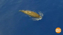 В мире. Редкие киты. Доброе утро. Фрагмент выпуска от 21.06.2017