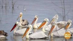 Пеликан ты мой кудрявый… Доброе утро. Фрагмент выпуска от 27.06.2017