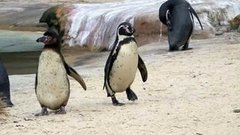 В мире. Изучают пингвинов. Доброе утро. Фрагмент выпуска от 03.04.2015