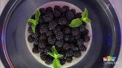 Ежевика против рака. Жить здорово! Фрагмент выпуска от 09.08.2017