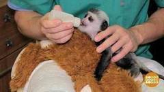 Обезьяний детский сад. Доброе утро. Фрагмент выпуска от 27.09.2017