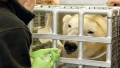 В мире. Белая медведица. Доброе утро. Фрагмент выпуска от 26.02.2015