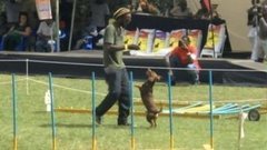 В мире. Лучшие псы. Доброе утро. Фрагмент выпуска от 26.08.2015