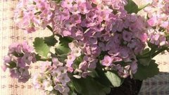 Каланхоэ при ожоге. Доброе утро. Фрагмент выпуска от 12.08.2015