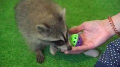 Четвероногие и пернатые няни. Доброе утро. Фрагмент выпуска от 06.08.2015