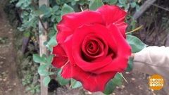 В мире. Консервированные розы. Доброе утро. Фрагмент выпуска от 07.03.2018