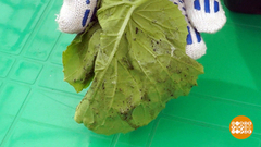 Паутинный клещ не пройдет! Доброе утро. Фрагмент выпуска от 27.04.2018