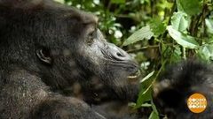 В мире. Защита горилл. Доброе утро. Фрагмент выпуска от 11.05.2018