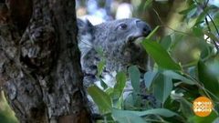 В мире. Спасение коал. Доброе утро. Фрагмент выпуска от 22.05.2018