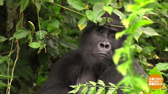 В мире. Перепись горилл. Доброе утро. Фрагмент выпуска от 28.05.2018