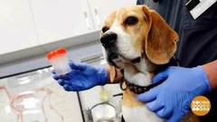 Как снять с собаки клеща. Доброе утро. Фрагмент выпуска от 29.05.2018